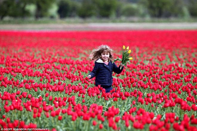 Trong mùa hoa tulip, Hà Lan tổ chức nhiều lễ hội hoa trên khắp cả nước nhưng không nghi ngờ gì, thời điểm này là lúc tuyệt vời nhất để ngắm cánh đồng hoa khi tất cả các thửa đều còn hoa và tạo thành tấm thảm dệt lung linh màu sắc.